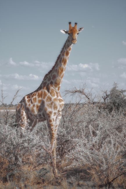 Tall giraffe amid Namibian bushland under a clear sky, showcasing natural beauty.
